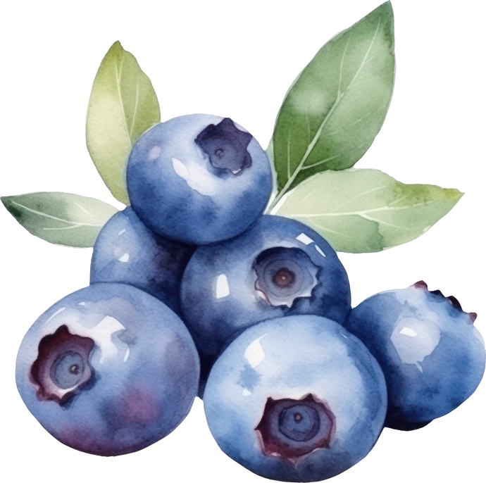 Blueberry Fruits Watercolor Illustration